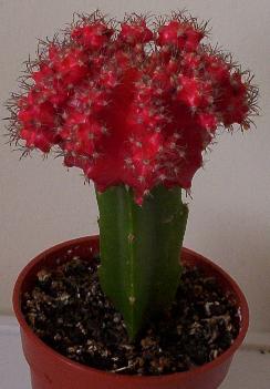 Gymnocalycium Mihanovichii